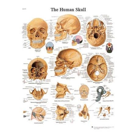 Fabrication Enterprises 3B Anatomical Chart - Skull, Paper 12-4621P